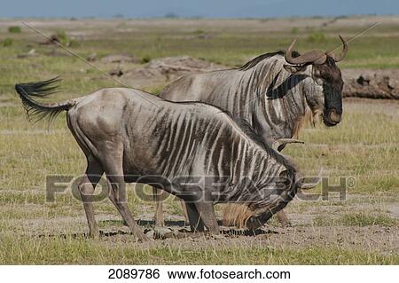 Wildebeests At Amboseli National Park, Kenya View Large Photo Image Stock Photograph - Wildebeests At Amboseli National Park, Kenya. Fotosearch