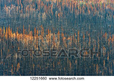 Stock Image - Wildfire at Yukon River; Carmacks, Yukon, Canada. Fotosearch