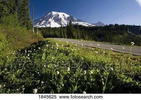 Stock Photography - Wildflowers Along Road, Mt. Rainier In The Background; Mt Rainier National Park, Washington State, Usa. Fotosearch