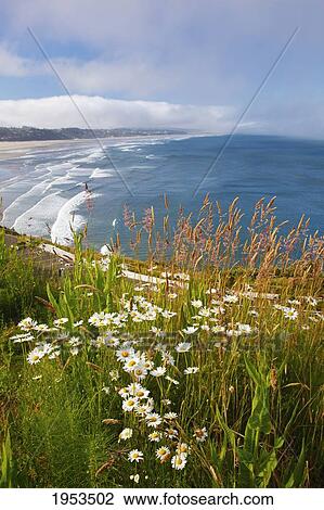 Stock Image - Wildflowers Along Yaquina Head; Newport Oregon United States Of America. Fotosearch