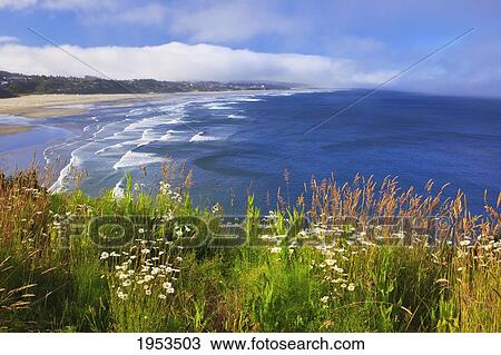 Stock Image - Wildflowers Along Yaquina Head; Newport Oregon United States Of America. Fotosearch