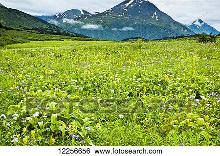 Wildflowers blooming in a subalpine meadow in Chugach National Forest, Kenai Peninsula, Southcentral Alaska, Summer View Large Photo Image Stock Photograph - Wildflowers blooming in a subalpine meadow in Chugach National Forest, Kenai Peninsula, Southcentral Alaska, Summer. Fotosearch
