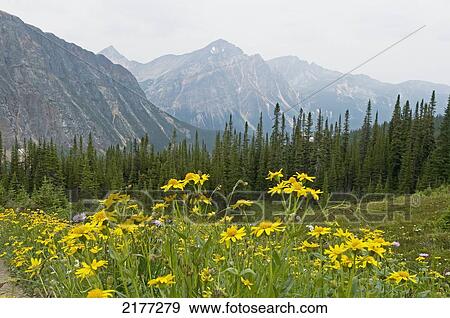 Stock Photo - Wildflowers Growing In A Meadow With The Rocky Mountains In The Background; Alberta Canada. Fotosearch