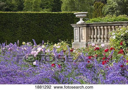 Wildflowers Growing In A Patio Area; Warkworth, Northumberland, England View Large Photo Image Stock Image - Wildflowers Growing In A Patio Area; Warkworth, Northumberland, England. Fotosearch