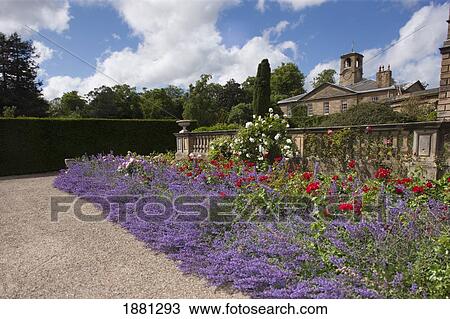 Wildflowers Growing In A Patio Area; Warkworth, Northumberland, England View Large Photo Image Stock Image - Wildflowers Growing In A Patio Area; Warkworth, Northumberland, England. Fotosearch