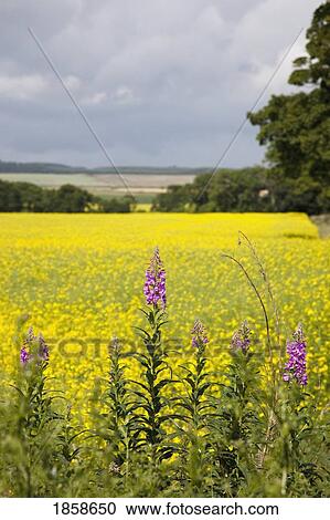 Wildflowers In Front Of Canola Field View Large Photo Image Stock Image - Wildflowers In Front Of Canola Field. Fotosearch