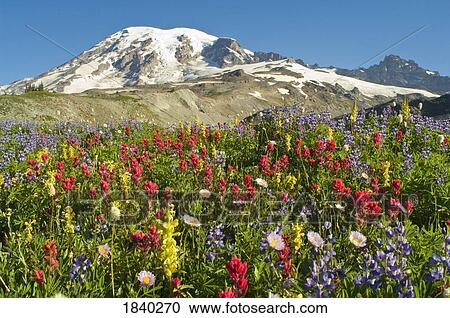 Wildflowers In Mount Rainier National Park, Washington, Usa View Large Photo Image Stock Image - Wildflowers In Mount Rainier National Park, Washington, Usa. Fotosearch