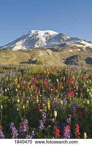 Stock Image - Wildflowers In Mount Rainier National Park - Washington, Mt. Rainier National Park, Washington State, Usa. Fotosearch