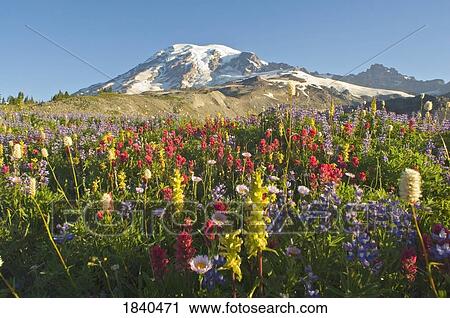 Wildflowers In Mount Rainier National Park - Washington, Mt. Rainier National Park, Washington State, Usa View Large Photo Image Stock Image - Wildflowers In Mount Rainier National Park - Washington, Mt. Rainier National Park, Washington State, Usa. Fotosearch