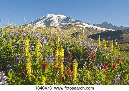 Stock Image - Wildflowers In Mount Rainier National Park - Washington, Mt. Rainier National Park, Washington State, Usa. Fotosearch