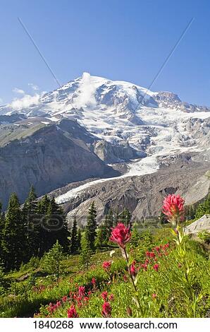 Stock Photo - Wildflowers In Mount Rainier National Park, Washington, Usa. Fotosearch