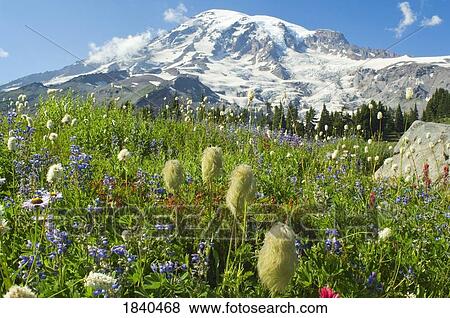 Stock Photo - Wildflowers In Mount Rainier National Park; Mt Rainier National Park, Washington State, Usa. Fotosearch