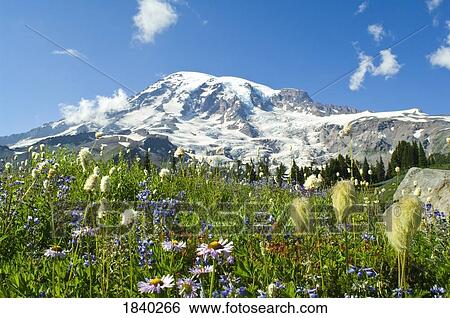 Stock Photograph - Wildflowers In Mount Rainier National Park, Washington, Usa. Fotosearch