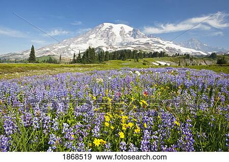 Wildflowers In Paradise Park With Mount Rainier In The Background; Mount Rainier National Park, Washington, Usa View Large Photo Image Stock Photo - Wildflowers In Paradise Park With Mount Rainier In The Background; Mount Rainier National Park, Washington, Usa. Fotosearch
