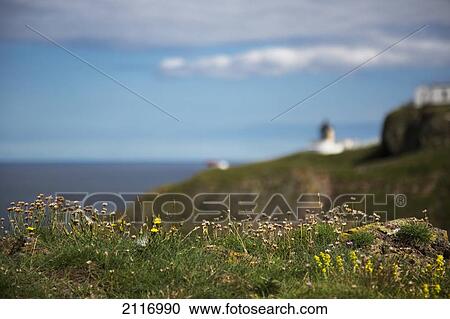 Stock Image - Wildflowers In The Grass With A View Of The Signal Station In The Distance At St. Abb's Head; Scottish Borders Scotland. Fotosearch