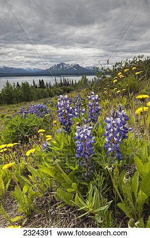Stock Image - Wildflowers (lupins and dandelions) on the roadside along the shores of Dezadeash Lake; Yukon, Canada. Fotosearch