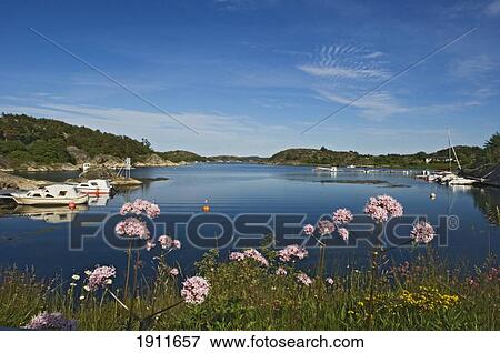 Stock Photo - Wildflowers On Flaton Island Shore, Bohuslan Archipelago, Sweden. Fotosearch