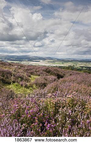 Stock Photo - Wildflowers On Hillside, Northumberland, England. Fotosearch