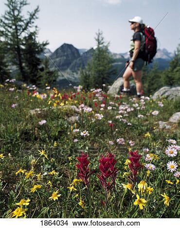 Wildflowers, Sunshine Meadows, Banff, Alberta, Canada View Large Photo Image Picture - Wildflowers, Sunshine Meadows, Banff, Alberta, Canada. Fotosearch