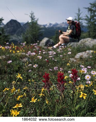 Wildflowers, Sunshine Meadows, Banff, Alberta, Canada View Large Photo Image Stock Image - Wildflowers, Sunshine Meadows, Banff, Alberta, Canada. Fotosearch