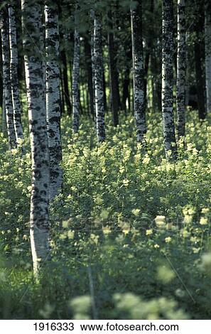 Stock Image - Wilflowers In The Woods. Fotosearch