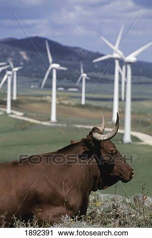 Stock Image - Wind Generators And Bull. Fotosearch