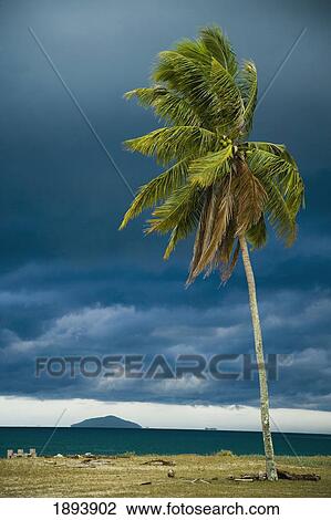 Stock Image - Wind Swept Palm Tree Near South China Sea. Fotosearch