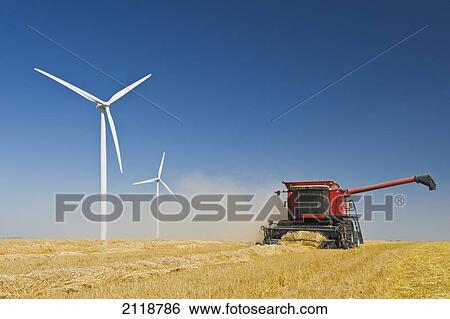 Wind Turbines And Combine Harvester During Spring Wheat Harvest; St. Leon Manitoba Canada View Large Photo Image Stock Photograph - Wind Turbines And Combine Harvester During Spring Wheat Harvest; St. Leon Manitoba Canada. Fotosearch