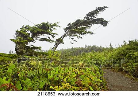 Windblown Trees On The Wild Pacific Trail; Ucluelet Vancouver Island British Columbia Canada View Large Photo Image Stock Image - Windblown Trees On The Wild Pacific Trail; Ucluelet Vancouver Island British Columbia Canada. Fotosearch