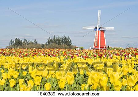 Stock Photo - Windmill And Tulip Festival; Wooden Shoe Tulip Farm, Woodburn, Oregon, Usa. Fotosearch