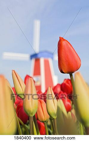Stock Image - Windmill And Tulips At Wooden Shoe Tulip Farm; Woodburn, Oregon, Usa. Fotosearch