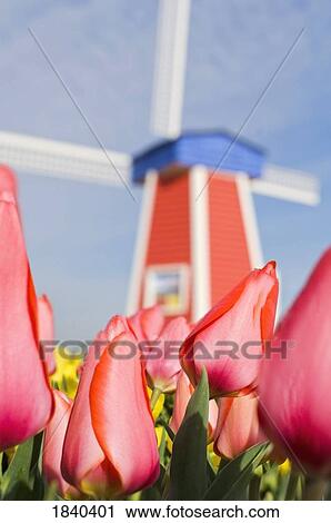 Windmill And Tulips At Wooden Shoe Tulip Farm; Woodburn, Oregon, Usa View Large Photo Image Stock Image - Windmill And Tulips At Wooden Shoe Tulip Farm; Woodburn, Oregon, Usa. Fotosearch