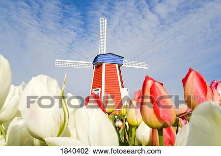 Stock Image - Windmill And Tulips At Wooden Shoe Tulip Farm; Woodburn, Oregon, Usa. Fotosearch