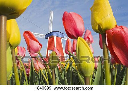Windmill And Tulips At Wooden Shoe Tulip Farm; Woodburn, Oregon, Usa View Large Photo Image Stock Photo - Windmill And Tulips At Wooden Shoe Tulip Farm; Woodburn, Oregon, Usa. Fotosearch