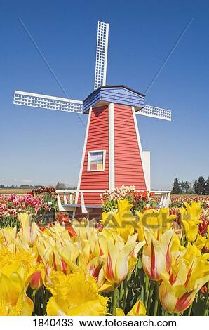Windmill At Wooden Shoe Tulip Farm; Willamette Valley, Woodburn, Oregon, Usa View Large Photo Image Stock Image - Windmill At Wooden Shoe Tulip Farm; Willamette Valley, Woodburn, Oregon, Usa. Fotosearch
