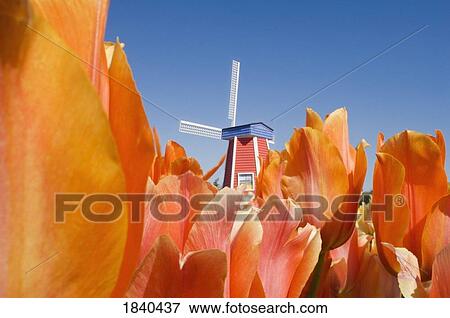 Windmill At Wooden Shoe Tulip Farm; Willamette Valley, Woodburn, Oregon, Usa View Large Photo Image Stock Photo - Windmill At Wooden Shoe Tulip Farm; Willamette Valley, Woodburn, Oregon, Usa. Fotosearch