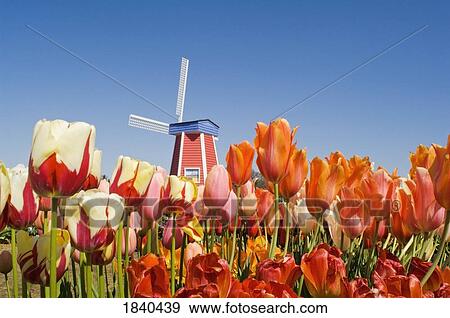 Windmill At Wooden Shoe Tulip Farm; Willamette Valley, Woodburn, Oregon, Usa View Large Photo Image Stock Photo - Windmill At Wooden Shoe Tulip Farm; Willamette Valley, Woodburn, Oregon, Usa. Fotosearch