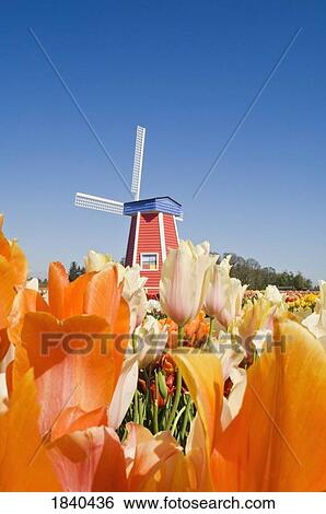 Windmill At Wooden Shoe Tulip Farm; Willamette Valley, Woodburn, Oregon, Usa View Large Photo Image Stock Photograph - Windmill At Wooden Shoe Tulip Farm; Willamette Valley, Woodburn, Oregon, Usa. Fotosearch