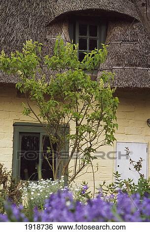Window And Thatched Roof, Skendleby View Large Photo Image Stock Photograph - Window And Thatched Roof, Skendleby. Fotosearch
