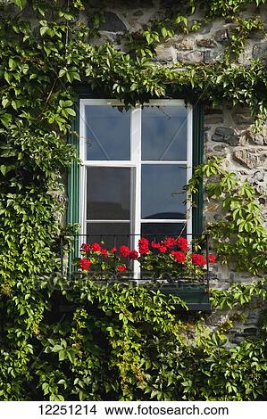 Window and vines; Quebec City, Quebec, Canada View Large Photo Image Picture - Window and vines; Quebec City, Quebec, Canada. Fotosearch