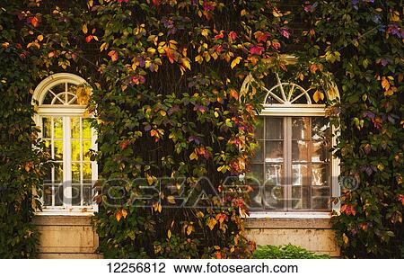 Windows framed with vines and autumn colours; Montreal, Quebec, Canada View Large Photo Image Stock Image - Windows framed with vines and autumn colours; Montreal, Quebec, Canada. Fotosearch