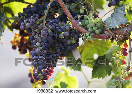 Stock Image - Wine Grapes In The Vina Mar Vineyard, Casablanca, Valparaiso Region, Chile. Fotosearch