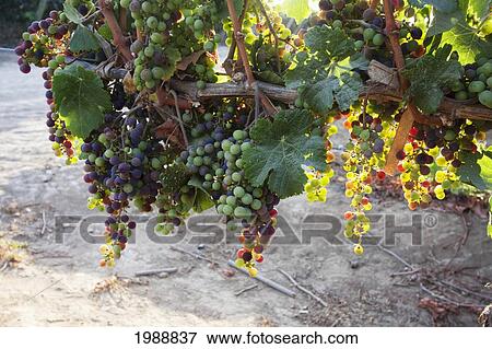 Stock Photo - Wine Grapes In The Vina Mar Vineyard, Casablanca, Valparaiso Region, Chile. Fotosearch
