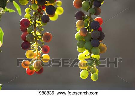 Stock Photograph - Wine Grapes In The Vina Mar Vineyard, Casablanca, Valparaiso Region, Chile. Fotosearch