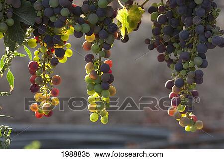 Stock Photography - Wine Grapes In The Vina Mar Vineyard, Casablanca, Valparaiso Region, Chile. Fotosearch