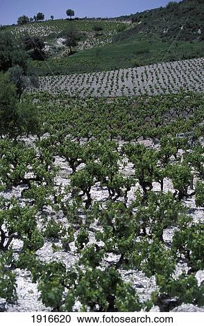 Wine Growing Region Around Omodos á View Large Photo Image Stock Image - Wine Growing Region Around Omodos á. Fotosearch