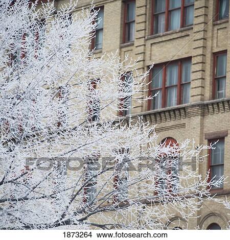 Picture - Winnipeg, Manitoba, Canada; Frost On The Trees Outside A Building In Winter. Fotosearch