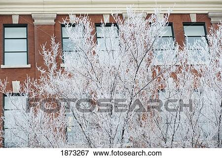 Winnipeg, Manitoba, Canada; Frost On The Tree In Front Of A Building In Winter View Large Photo Image Stock Photo - Winnipeg, Manitoba, Canada; Frost On The Tree In Front Of A Building In Winter. Fotosearch