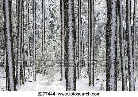 Winter in cypress hills provincial park; Alberta canada View Large Photo Image Picture - Winter in cypress hills provincial park; Alberta canada. Fotosearch