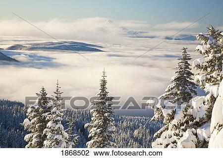 Stock Image - Winter Landscape With Clouds And Snow-Covered Trees; Oregon, Usa. Fotosearch
